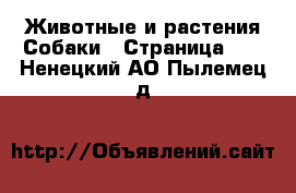 Животные и растения Собаки - Страница 10 . Ненецкий АО,Пылемец д.